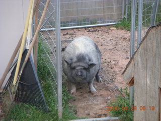 one of Kathe's pet pigs