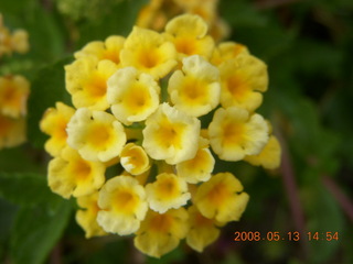 local flowers close-up