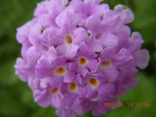 local flowers close-up