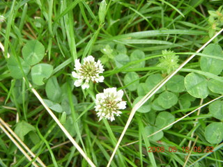 spring in Tookany Creek Park