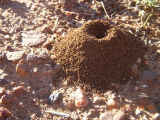 anthill at Chapman Ranch Airport