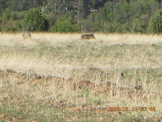 Javalenas at Chapman Ranch Airport