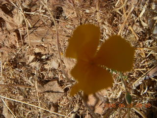 Windgate hike - yellow flower in shadow