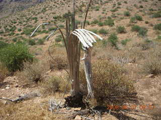 Windgate hike - saguaro skeleton with arthritis