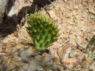 Windgate hike - new cactus growth