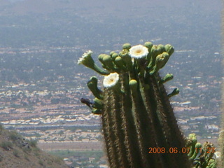 Windgate hike - saguaro in bloom