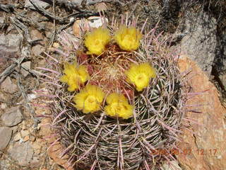 Windgate hike - barrel cactus in bloom