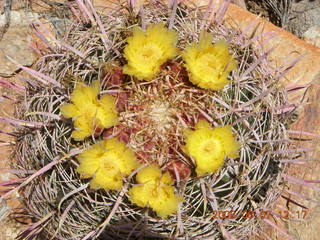 Windgate hike - barrel cactus in bloom