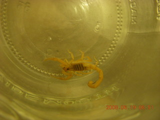 scorpion in a bottle