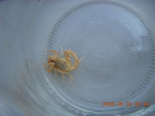 scorpion in a bottle