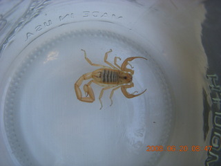 scorpion