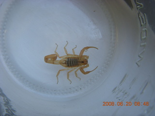 scorpion
