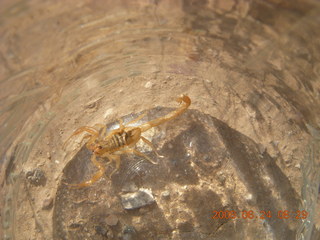 scorpion