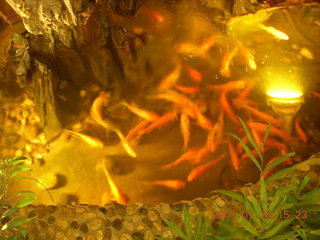 eclipse - Shanghai - Buddhist Temple - fish in water