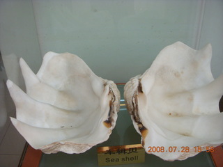eclipse - Shanghai - pearl factory - clam