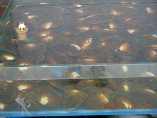 187 6ku. eclipse - Shanghai - pearl factory - oysters