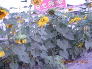 eclipse - Jiuquan morning run sunflowers