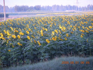14 6l1. eclipse - Jiuquan morning run sunflowers and mountains