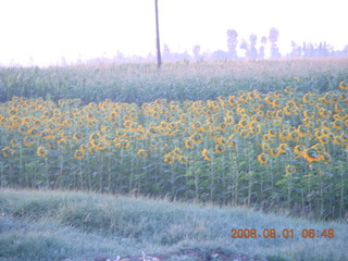 15 6l1. eclipse - Jiuquan morning run sunflowers