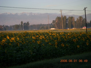 eclipse - Jiuquan morning run sunflowers and mountains