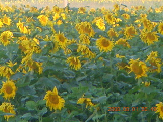 18 6l1. eclipse - Jiuquan morning run sunflowers