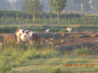 19 6l1. eclipse - Jiuquan morning run - cow and chickens