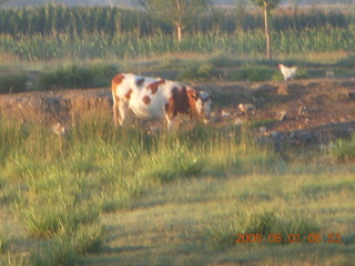 20 6l1. eclipse - Jiuquan morning run - cow and chickens
