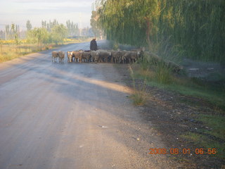 28 6l1. eclipse - Jiuquan morning run - sheep