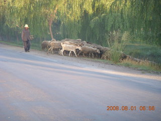 eclipse - Jiuquan morning run - sheep