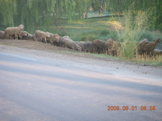 30 6l1. eclipse - Jiuquan morning run - sheep