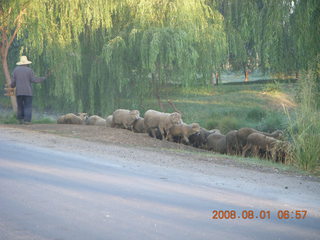 eclipse - Jiuquan morning run - cow and chickens