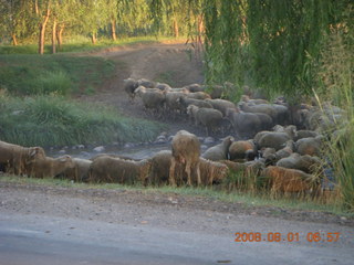 32 6l1. eclipse - Jiuquan morning run - sheep