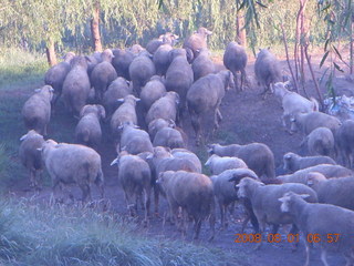 34 6l1. eclipse - Jiuquan morning run - sheep