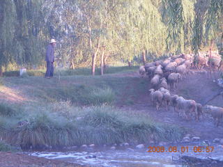 37 6l1. eclipse - Jiuquan morning run - sheep