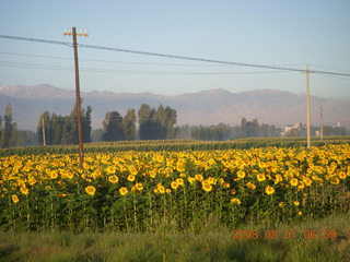 eclipse - Jiuquan morning run - sunflowers and mountains