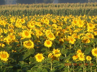 eclipse - Jiuquan morning run - sunflowers