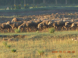 42 6l1. eclipse - Jiuquan morning run - sheep