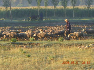 43 6l1. eclipse - Jiuquan morning run - sheep