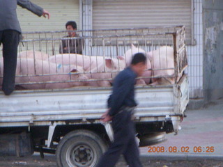 9 6l2. eclipse - Jiuquan - morning run - truck with pigs