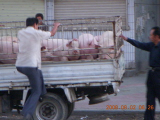 10 6l2. eclipse - Jiuquan - morning run - truck with pigs