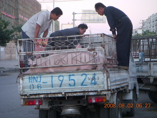 11 6l2. eclipse - Jiuquan - morning run - truck with pigs
