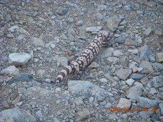 Lost Dog Wash run - giant gila-monster lizard