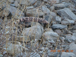 Lost Dog Wash run - giant gila-monster lizard