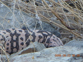 Lost Dog Wash run - giant gila-monster lizard