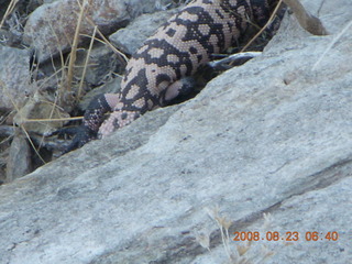 Lost Dog Wash run - giant gila-monster lizard