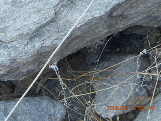 Lost Dog Wash run - giant gila-monster lizard