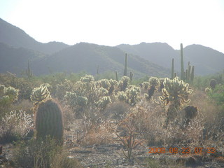 Lost Dog Wash - 'glowing' teddy-bear cholla cactus