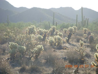 Lost Dog Wash - 'glowing' teddy-bear cholla cactus