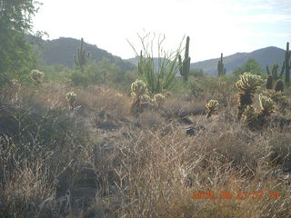 Lost Dog Wash - 'glowing' teddy-bear cholla cactus