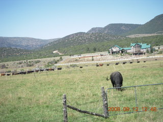 Belted Galloway (white belt) cow on the way to Pine Valley, Utah